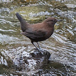 渓流の岩に留まるカワガラス