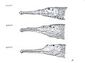 Colossosuchus