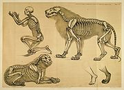 Comparative view of the human and lion frames, c1860.