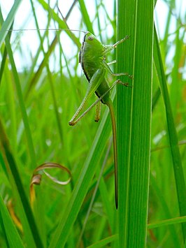 Conocephalus strictus