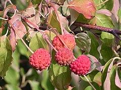 Pagoda+dogwood+berries+edible