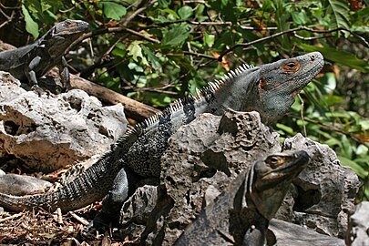 Iguana ekor hitam (Ctenosaura similis) dari genus Ctenosaura