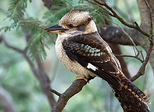 Laughing Kookaburra (Dacelo novaeguineae) perc...