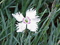 Dianthus plumarius, hagefjørnellik