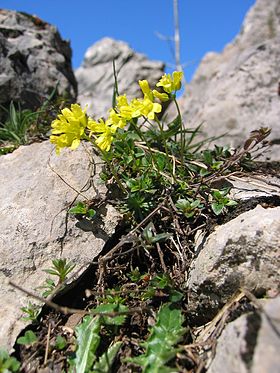 Draba aizoides