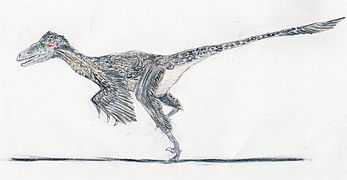 Dromaeosaurus