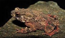 Duttaphrynus beddomii lateral view.jpg