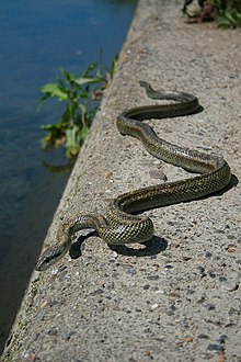 Japanese Rat Snake - Wikipedia, the free encyclopedia