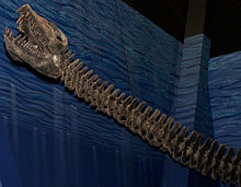 Small skull on a long neck of a mounted, gray skeleton, on a blue background