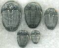 Image 15Trilobites first appeared during the Cambrian period and were among the most widespread and diverse groups of Paleozoic organisms. (from History of Earth)