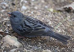 ♂ Emberiza variabilis