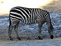 Bergzebra? (Disney's Animal Kingdom Lodge, haben auch Steppenzebras)