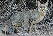 Felis silvestris cafra.jpg