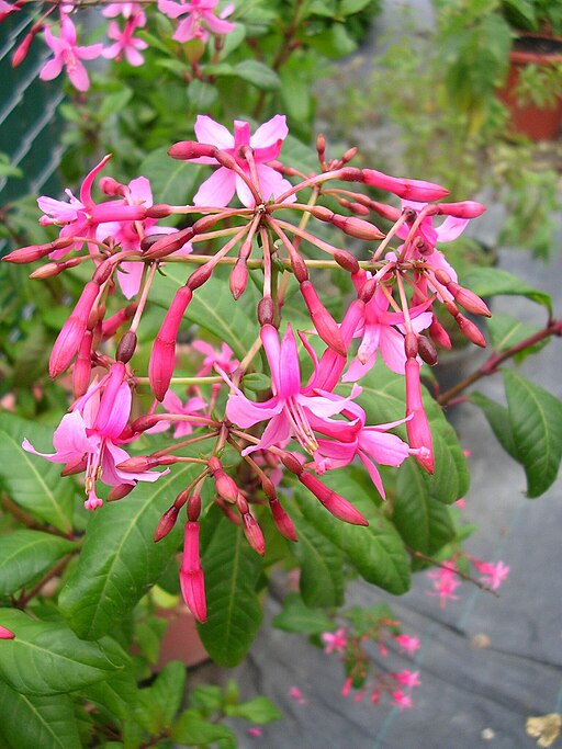 Fuchsia arborescens