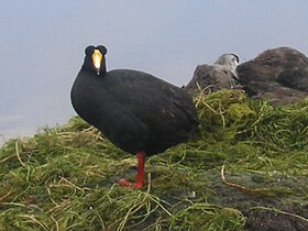 Fulica gigantea em Região de Arica e Parinacota, Chile