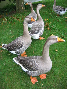 Geese Fruggo01.JPG