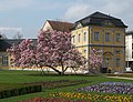 Blühender Magnolienbaum im Park der Orangerie (Gera)