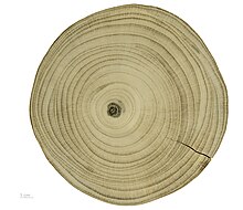 Ginkgo biloba cross section of tree trunk Ginkgo biloba MHNT.BOT.2010.13.1.jpg