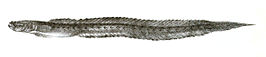 Odontamblyopus tenuis