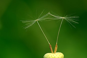 Deux akènes (fruits secs renfermant la graine) d'un pissenlit (Taraxacum sp.), surmontés d’aigrettes devant en assurer la dispersion par le vent. (définition réelle 3 205 × 2 134*)