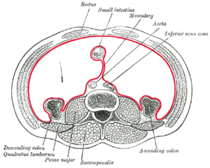 Mesentery in red. Ventral mesentery is the upp...