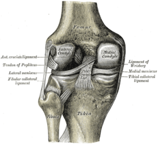 Unutrašnji ligamenata kolena (prednja stranja levog i zadnja strana desnog kolena)