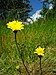 Hieracium schmidtii flower (01).jpg