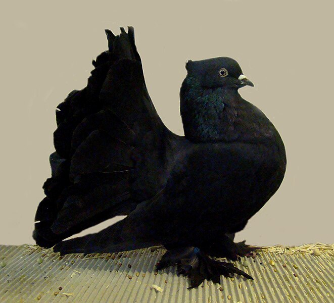 File:Indian fantail(black self).jpg