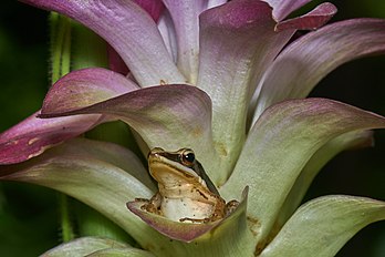 Rã da espécie Indosylvirana urbis descansa na bráctea da flor da Curcuma angustifolia; sul dos Gates Ocidentais em Querala, Índia. (definição 4 800 × 3 200)