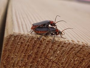 Insects mating Cantharis fusca or Cantharis ru...