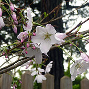 Японские сады Цветы 2.jpg