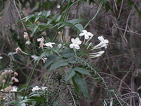 Jasminum polyanthum