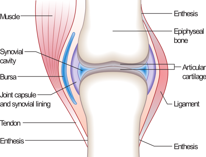 order ativan injection stability definition kinesiology