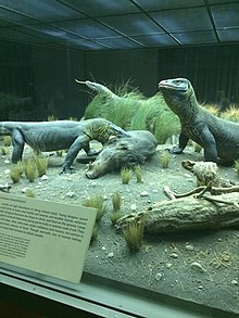 The Komodo dragon diorama featuring a group feeding on a wild boar carcass in the Hall of Reptiles and Amphibians. Komodo Dragon Diorama.jpg