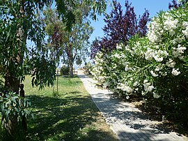 Flowers at Koropi