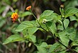 Lantana camara plant Lantana camara 2.jpg