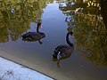 Lebede negre în Parcul Municipal din Roman