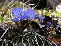 …dann blüht Hepatica nobilis, das Leberblümchen