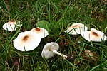 Miniatura per Lepiota cristata