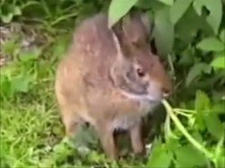 Файл: Leporidae - Sylvilagus palustris - Marsh rabbit.webm