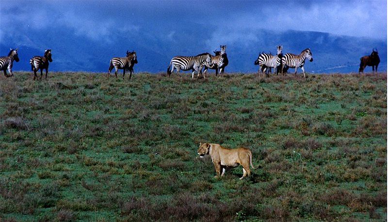 File:Lioness zebras and wildbeast in Ngorongoro Crater.jpg