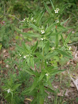 Rohtorusojuuri (Lithospermum officinale)