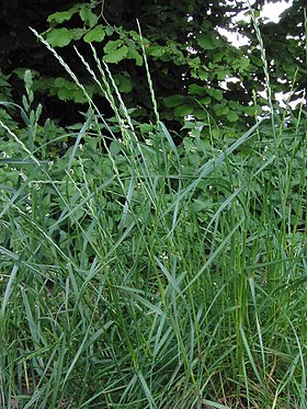 Almindelig rajgræs (Lolium perenne).