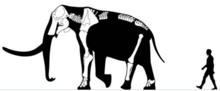 M. subplanifrons skeletal.png