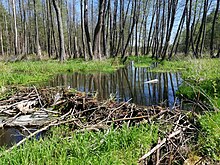 Imatge d'una presa fabricada amb branques i altres peces de fusta en un rierol de bosc per castors