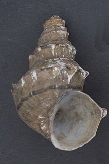 Shell of Margarya melanioides, the type species of Margarya