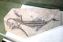 Fossil of a South American Mesosaur Mesosaur Fossil.jpg