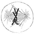 metafase (mitose) uit Gray's anatomy