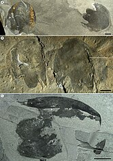 A、B和C都是鐮刀顯爪蝦的頭部骨片化石。