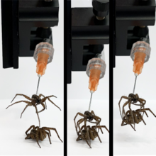 Demonstration of the concept Necrobotics with a spider.png
